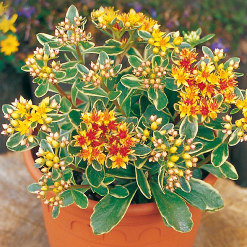 Sedum kamtschaticum ‘Variegatum’ – tarka varjúháj