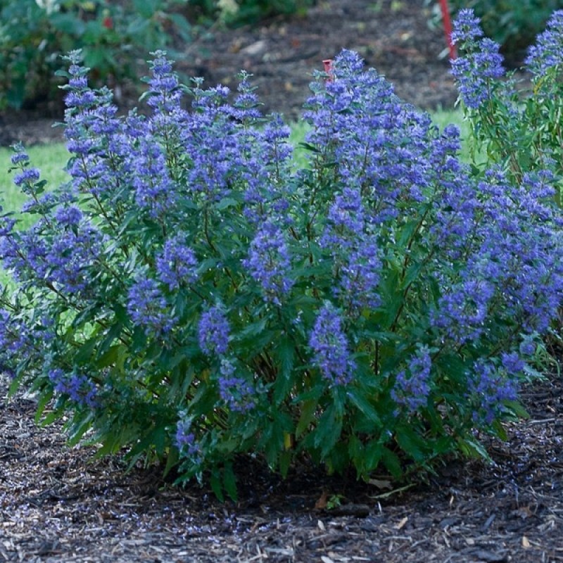 Caryopteris clandonensis 'Heavenly Blue' – kékszakáll 