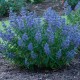 Caryopteris clandonensis 'Heavenly Blue' – kékszakáll 