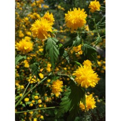 Kerria japonica – japán aranycserje