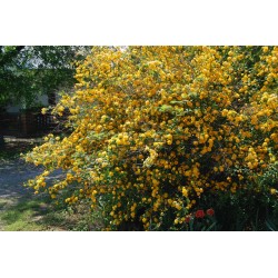 Kerria japonica – japán aranycserje