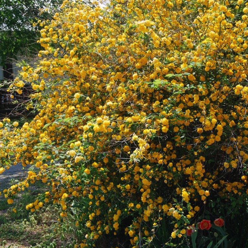 Kerria japonica – japán aranycserje