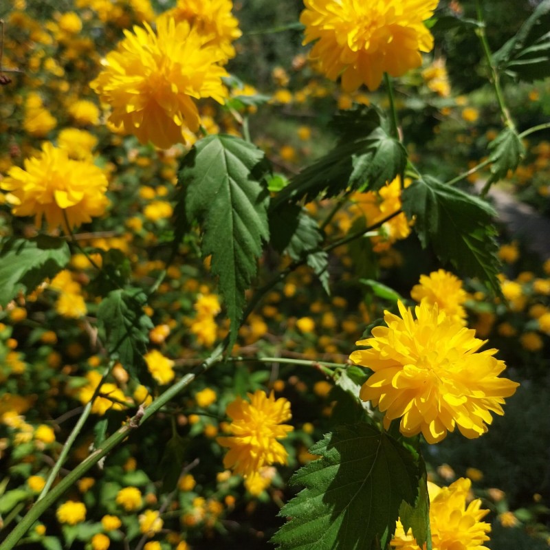 Kerria japonica – japán aranycserje