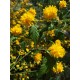 Kerria japonica – japán aranycserje