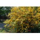 Kerria japonica – japán aranycserje