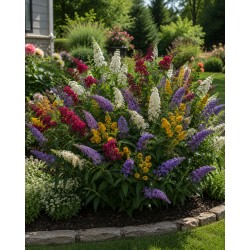 Buddleja Quattro Senzaci
