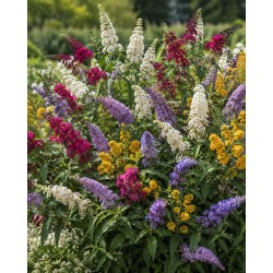 Buddleja Quattro Senzaci