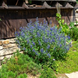 Caryopteris clandonensis ‘Kew Blue’ - Kék szakál 