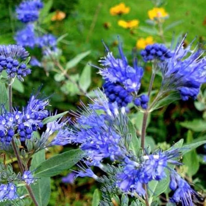 Caryopteris clandonensis ‘Kew Blue’ - Kék szakál 