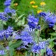 Caryopteris clandonensis ‘Kew Blue’ - Kék szakál 