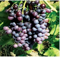 Kismiss Moldawski Mag nélküli szőlő