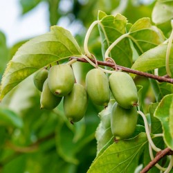 KIWI Issai (Actinidia arguta Issai)