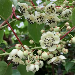 KIWI Weiki beporzó (Actinidia arguta Weiki)
