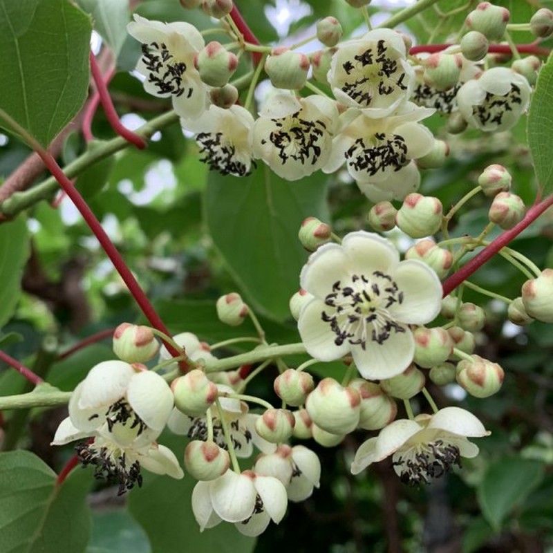 KIWI Weiki beporzó (Actinidia arguta Weiki)