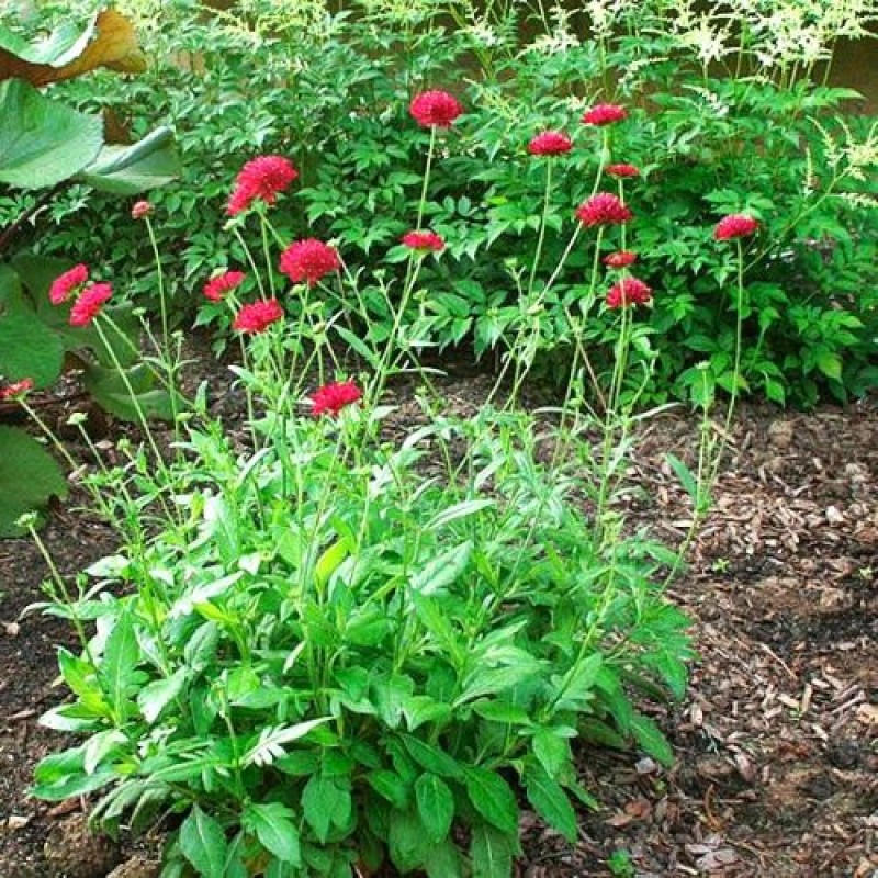 Knautia macedonica 'Red Knight' – Macedón varfű