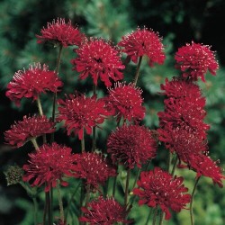 Knautia macedonica 'Red Knight' – Macedón varfű