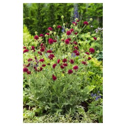 Knautia macedonica 'Red Knight' – Macedón varfű