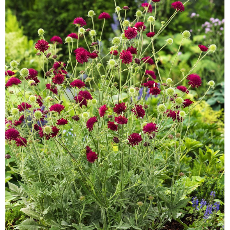 Knautia macedonica 'Red Knight' – Macedón varfű