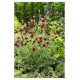 Knautia macedonica 'Red Knight' – Macedón varfű