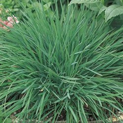 Deres fényperje Koeleria glauca