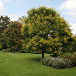 Koelreuteria paniculata - Bugás csörgőfa
