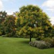 Koelreuteria paniculata - Bugás csörgőfa