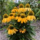 Echinacea Lakota Yellow – Sárga kasvirág