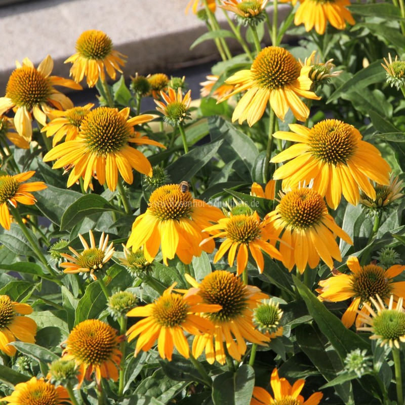 Echinacea Lakota Yellow – Sárga kasvirág