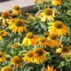 Echinacea Lakota Yellow – Sárga kasvirág