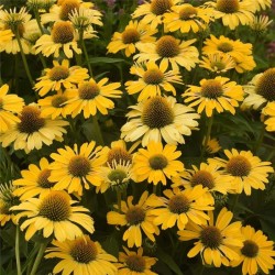 Echinacea Lakota Yellow – Sárga kasvirág