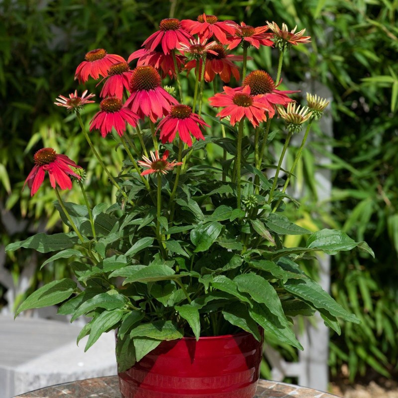 Echinacea Lakota Red – különleges piros kasvirág