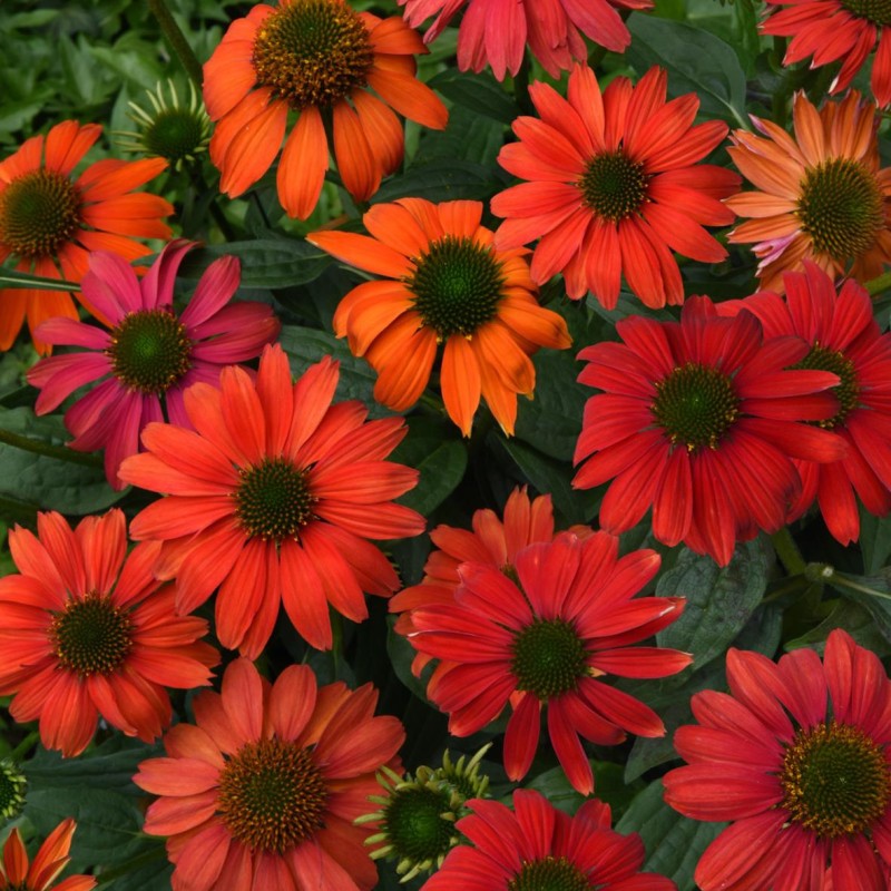 Echinacea Lakota Red – különleges piros kasvirág