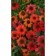 Echinacea Lakota Red – különleges piros kasvirág