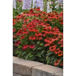 Echinacea Lakota Red – különleges piros kasvirág