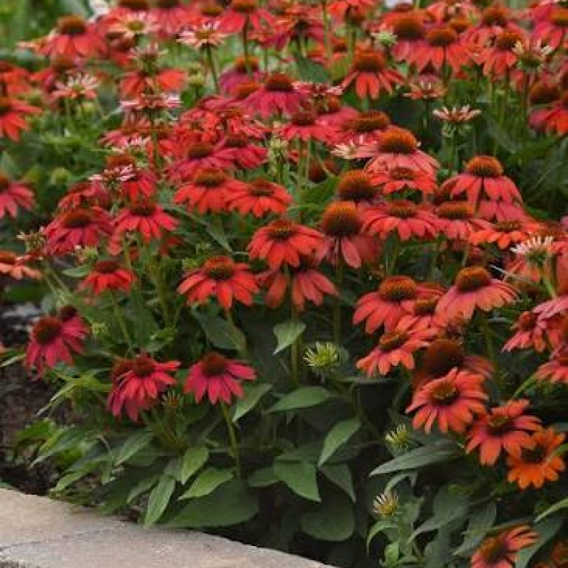 Echinacea Lakota Red – különleges piros kasvirág
