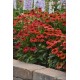 Echinacea Lakota Red – különleges piros kasvirág