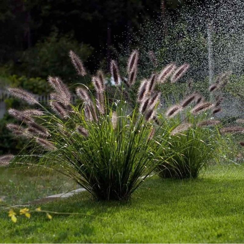 Pennisetum alopecuroides 'Black Beauty' - Fekete tollborzfű