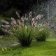 Pennisetum alopecuroides 'Black Beauty' - Fekete tollborzfű