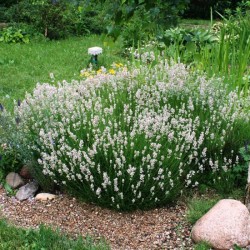 Lavandula angustifolia 'Nana alba' - Fehér közönséges levendula