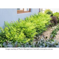 Nandina domestica 'Lemon Lime' – Japán szentfa
