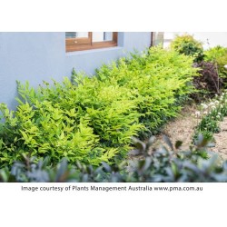 Nandina domestica 'Lemon Lime' – Japán szentfa