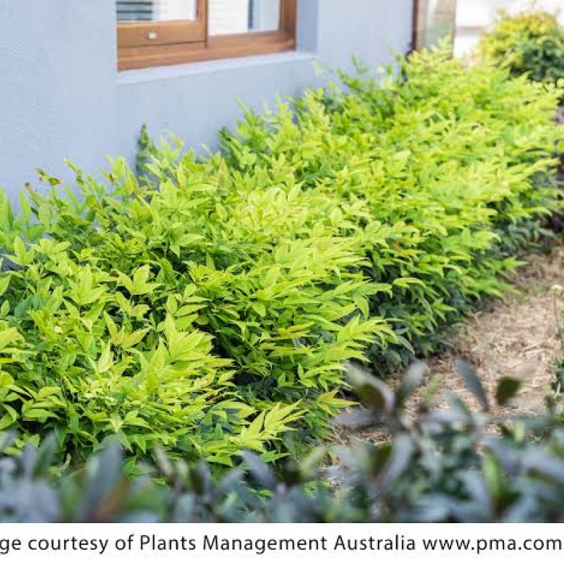 Nandina domestica 'Lemon Lime' – Japán szentfa