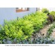 Nandina domestica 'Lemon Lime' – Japán szentfa