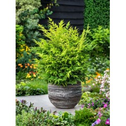 Nandina domestica 'Lemon Lime' – Japán szentfa