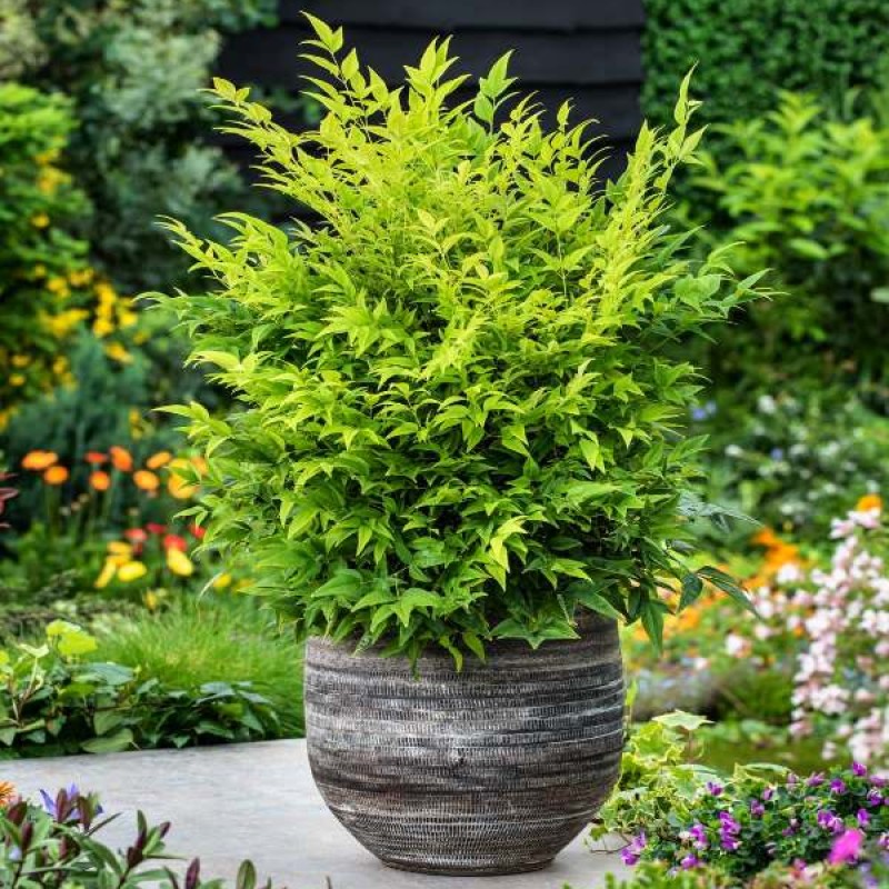Nandina domestica 'Lemon Lime' – Japán szentfa