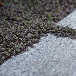 Leptinella squalida ‘Platt’s Black’ - Barna Lugvirág