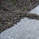 Leptinella squalida ‘Platt’s Black’ - Barna Lugvirág