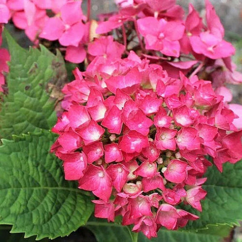 Hydrangea macrophylla Leuchtfeuer - Kerti Hortenzia