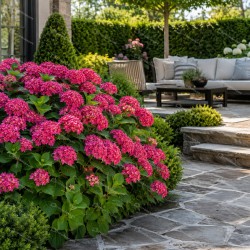 Hydrangea macrophylla Leuchtfeuer - Kerti Hortenzia