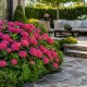 Hydrangea macrophylla Leuchtfeuer - Kerti Hortenzia